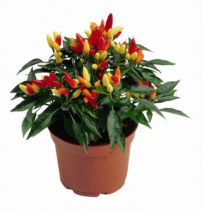 capsicum capsicum in HondroFrost voor polyartritis